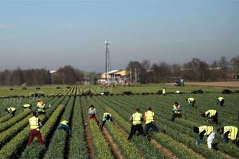 How American Farmers Harvest Thousands Of Tons Of Agricultural Products In 2022 - American Farming