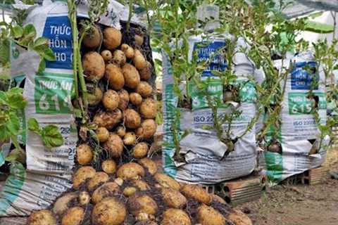 Why do potatoes grow in bags of soil have so many tubers? Here is the answer