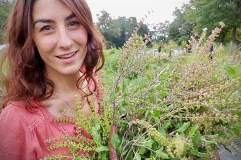 I will FOREVER grow this Medicinal Herb... Meet Holy Basil!!!!