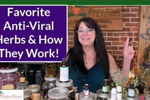Herbal Anti-Virals and How to Use