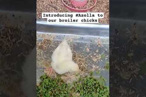Introducing #azolla to our #broiler #chicks #chicksfeed  #organic #farming #lifehacks #shortvideo