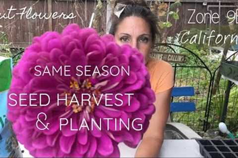 Will Zinnia Seeds Grow the Same Season Harvested? || Experiment Round 1 #zone9b  #cutflowers