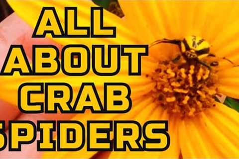 👨‍🌾Masters of Disguise: Exploring the Mysterious World of Crab Spiders