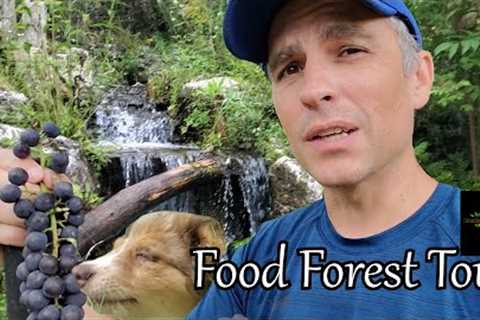 Permaculture Food Forest Tour - August, 2023. What''s growing now?