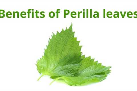 Can you eat perilla leaves everyday?
