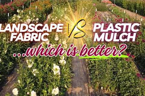 Can Landscape Fabric Really Keep Your Garden Weed-Free?
