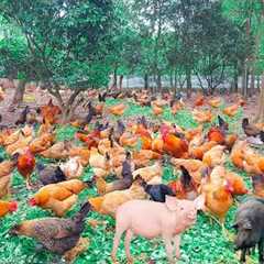 Precious Herbs In Raising Chickens & Pigs, Reduce Food Waste and Save A Lot of Money For Farmer