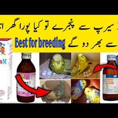 Best vitamins,Minerals and Calcium for birds breeding | australian parrots breeding medicine