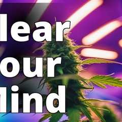 Sure, here’s a new keyword: “indoor marijuana growing tips”
