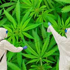 Is All Weed Tainted? - Over 90% of Black Market Weed Tests Positive for Pesticides While Legal Weed ..