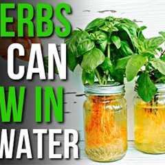 12 Herbs You Can Grow in Water! | How to Grow Herbs in Water
