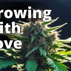 The Ultimate Guide to Growing Marijuana for Personal Fulfillment: Tips and Tricks