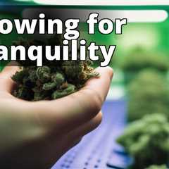 From Seeds to Serenity: Growing Marijuana for Personal Tranquility