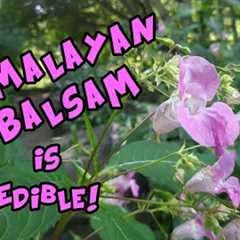 Himalayan Balsam Identification and It''s Edible!