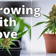 From Seed to Smoke: A Step-by-Step Guide to Growing Recreational Marijuana