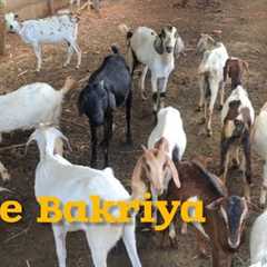 saste bakriya available in Hyderabad tukkuguda at nature''s organic rabbits farm | bakriyo ka lot