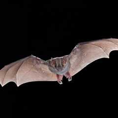 Bats may hold vital clues to beating cancer, according to new study