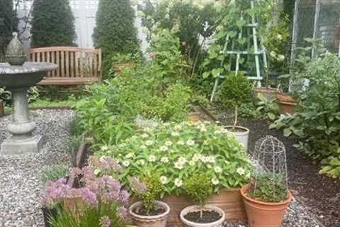 Late Summer Garden, Zinnias, Dahlias, Seeds, Myrtle Topiary