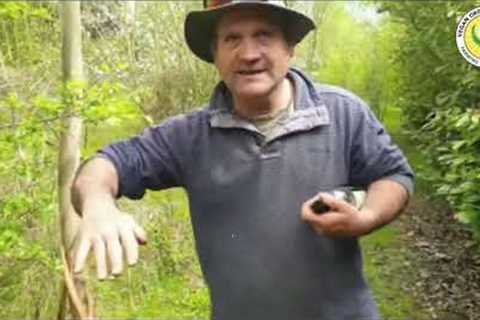 Tour of Maypole Forest Garden