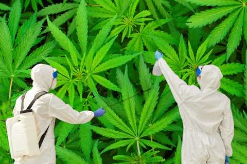 Is All Weed Tainted? - Over 90% of Black Market Weed Tests Positive for Pesticides While Legal Weed ..