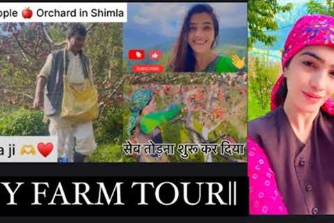 My Apple 🍎 Farm Tour||Apple Orchard#Organic Farming || Village life #farmer #shimla #village #vlog