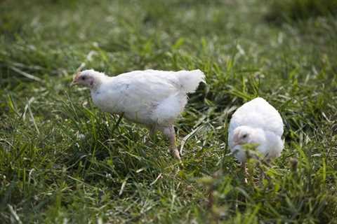Discover the Wholesome Goodness of Organic Chicken