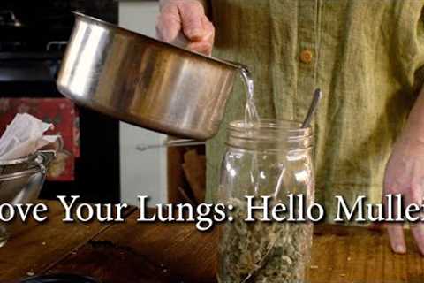 Love Your Lungs: How To Make a Potent Mullein Infusion
