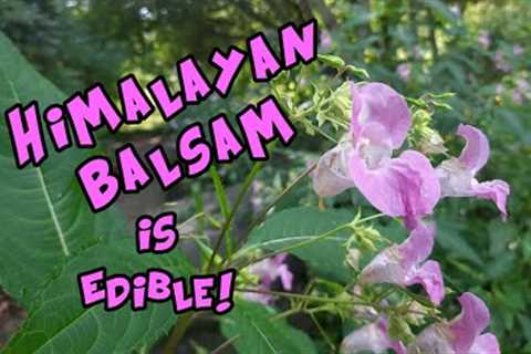 Himalayan Balsam Identification and It''s Edible!
