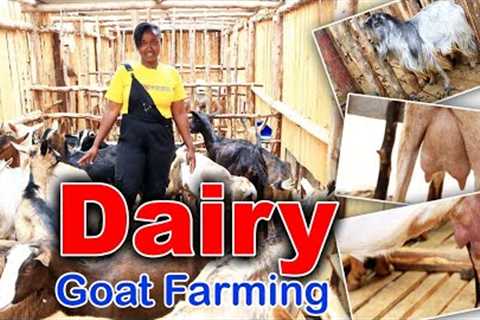 dairy goats farming for more information+254790266190