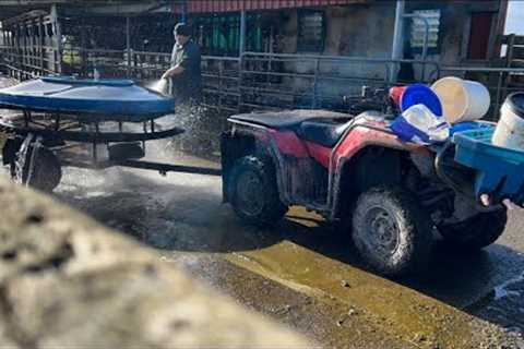 Feeding and Vaccinating The Herefords. Milking Cows. Paperwork Paperwork. #farming #silage #cow