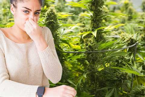 It Smells Like Weed in Here! - What Can You Do to Make That Skunk Marijuana Smell Disappear Fast?