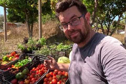 Abundant Harvests in our No Dig Garden in Portugal - End of Summer Tour 2023