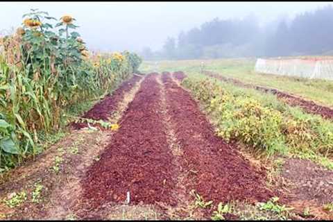 Field Tour - Garlic is going in and the nursery is growing!