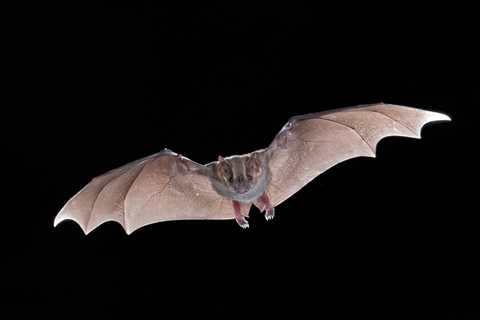Bats may hold vital clues to beating cancer, according to new study