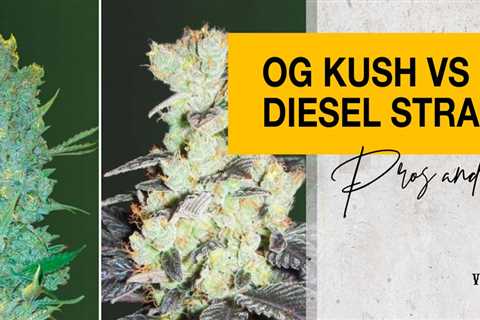 Sour Diesel Cannabis Seeds Vs Kush Cannabis Seeds: Which Is Better For You?