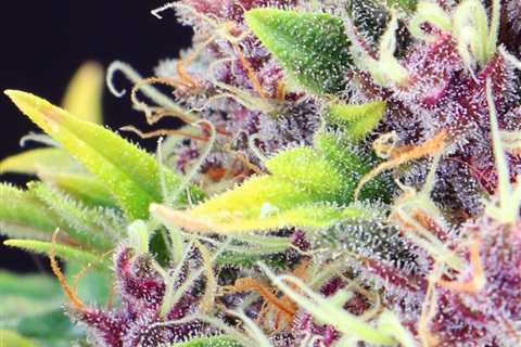 Sour Diesel Cannabis Seeds Vs Purple Haze Cannabis Seeds: What You Need To Know Before Buying?