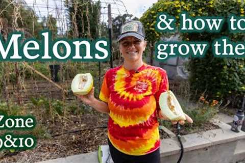 The Keys To Growing The Best Melons