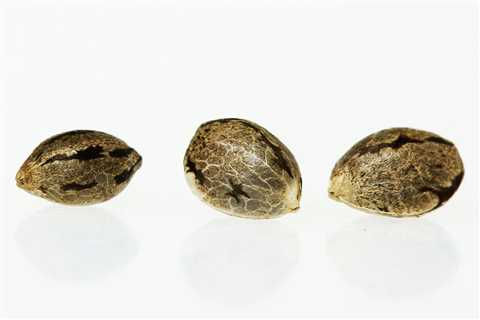 Cannabis Indica Cannabis Seeds Vs Kush Cannabis Seeds: Which Is Better For You?