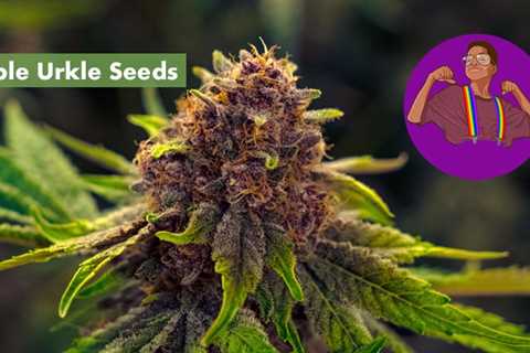 Sour Diesel Cannabis Seeds Vs Purple Urkle Cannabis Seeds: Which Is Better For You?
