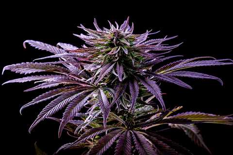 Cannabis Indica Cannabis Seeds Vs Purple Haze Cannabis Seeds: Which Is Better For You?