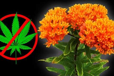 Why WEED is a Huge Problem for Native Plants!