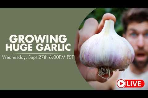 🔴 LIVE: How to grow HUGE Heads of Garlic!