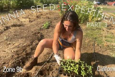 Zinnia Seed Experiment PART 3: Planting Seedlings on the Farm #zone9b #flowerfarm #cutflowers