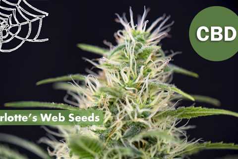 Cannabis Indica Cannabis Seeds Vs Charlotte’s Web Cannabis Seeds: What You Need To Know Before..