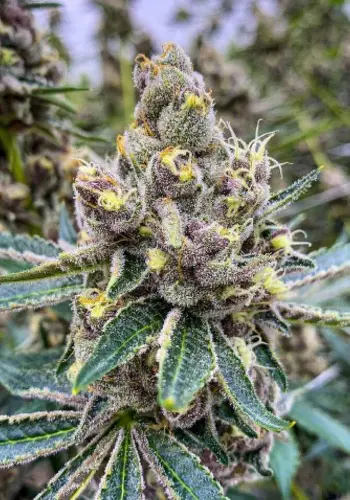 Cannabis Indica Cannabis Seeds Vs Lava Cake Cannabis Seeds: Which Is Better For You?