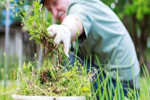 When to Apply Weed Control Products to Your Indoor Herb Garden in Travis County, Texas