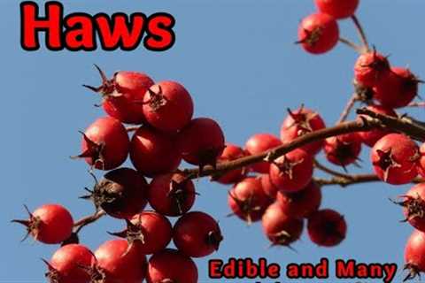 Hawthorn: Identification, Edible and Health Benefits