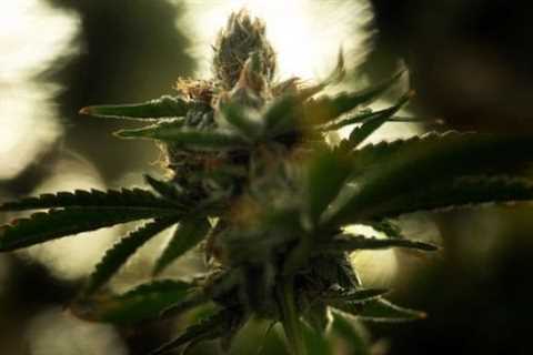 A landmark marijuana bill is headed to the Senate floor | CNN Business