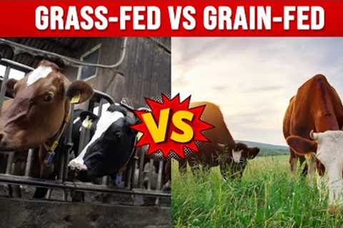 New Fascinating Research on Grass-Fed Beef