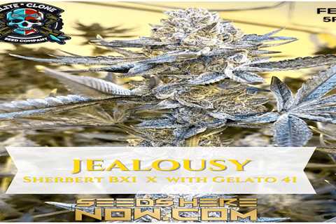 Jealousy Cannabis Seed Or Clone